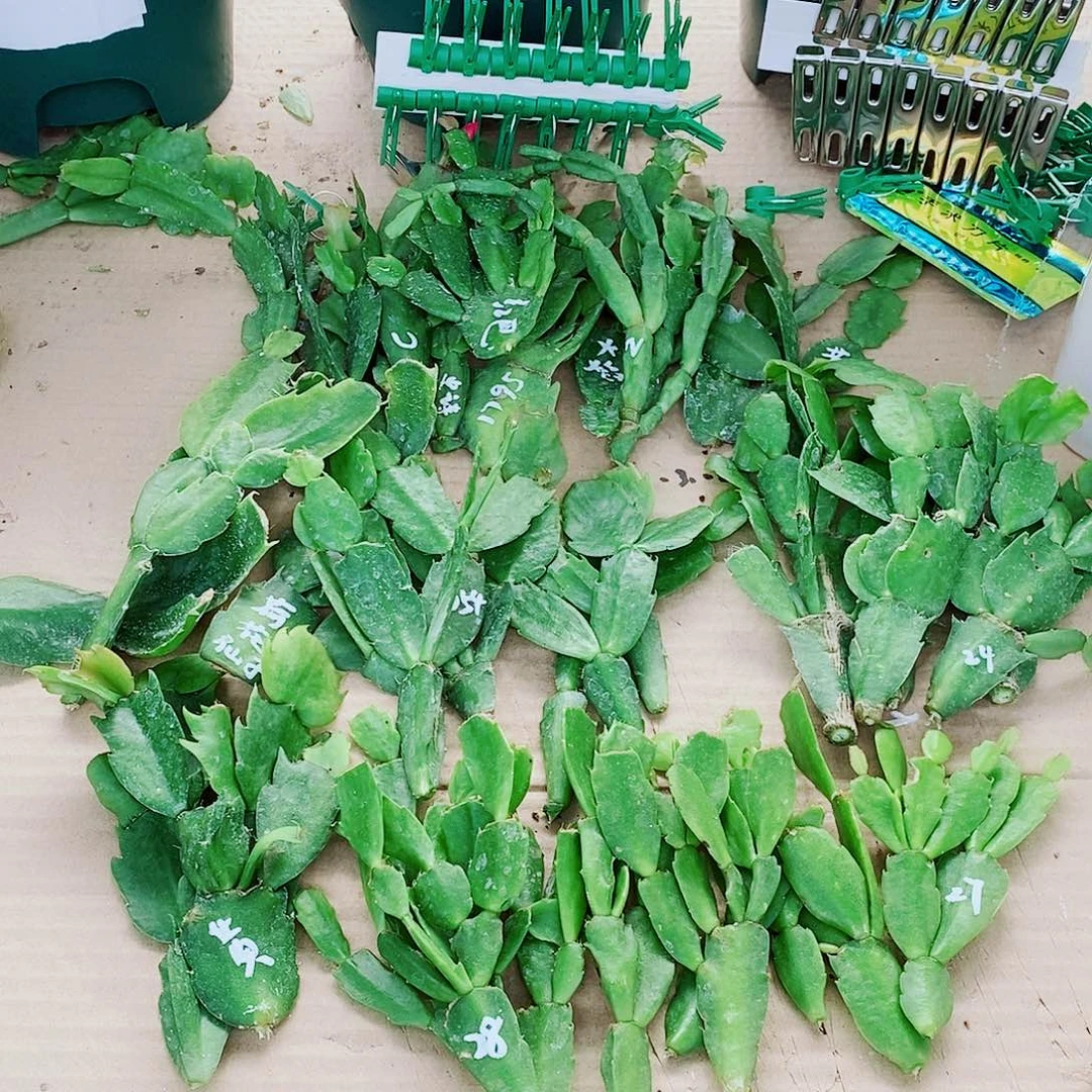 窗***。无花朵叶片福利一物一拍
