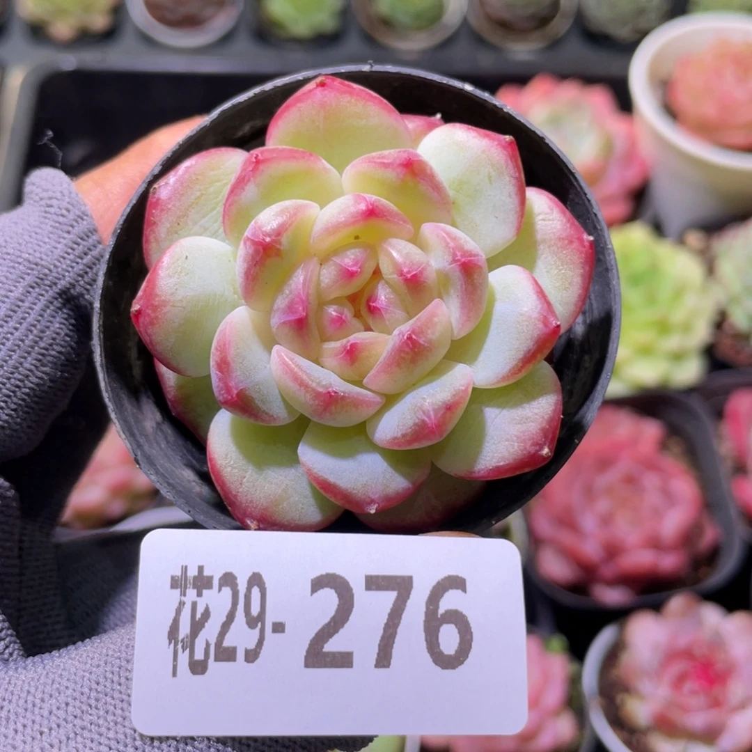 花利美29-276糖心新品