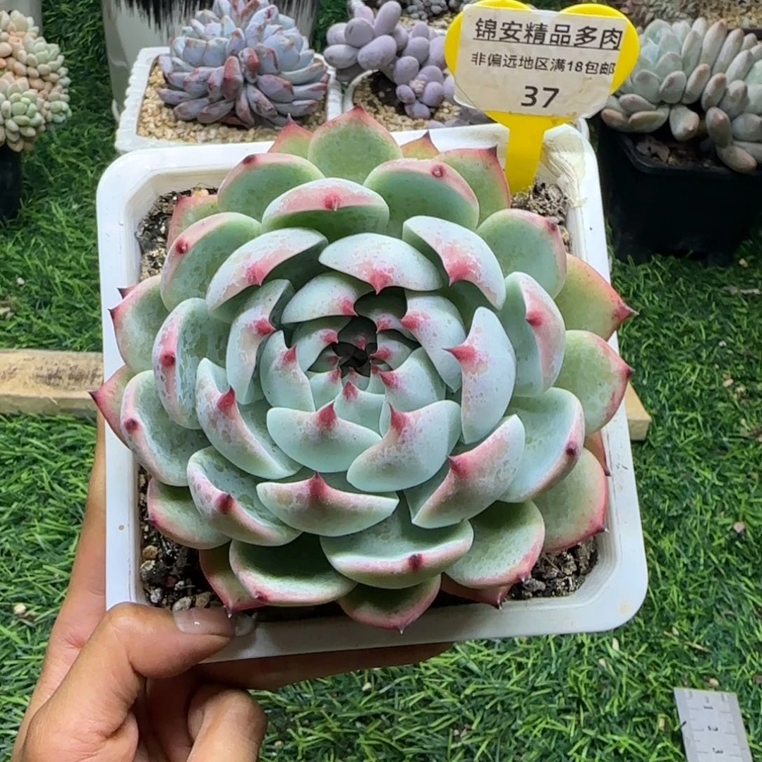 梅*锦安精品多肉编号37