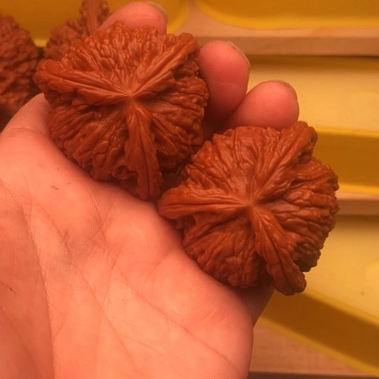 核桃核桃核桃核桃