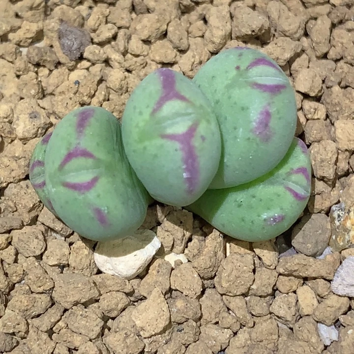 精品多肉植物精品嘴巴
