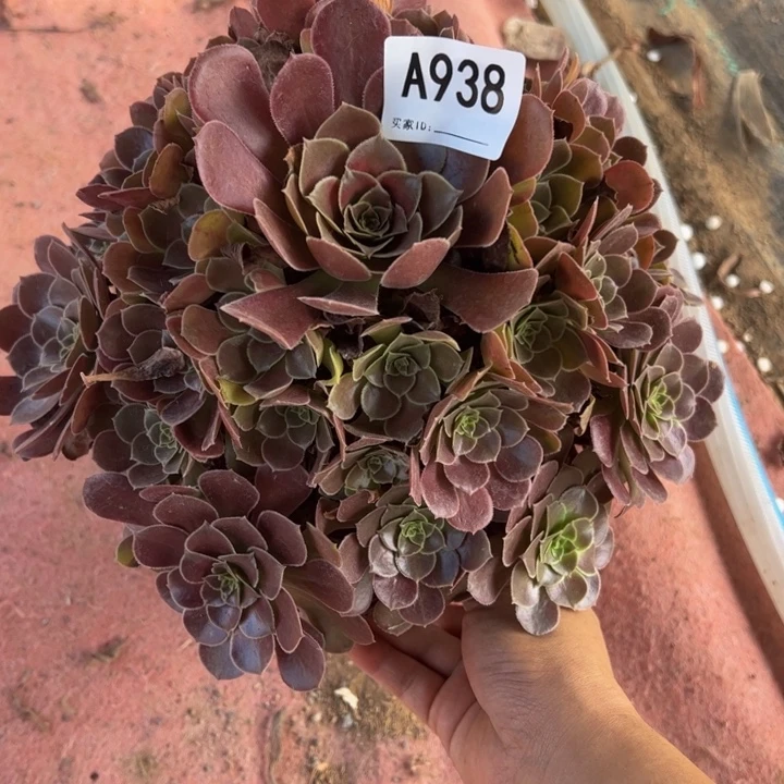 荷兰玫瑰多肉植物938.