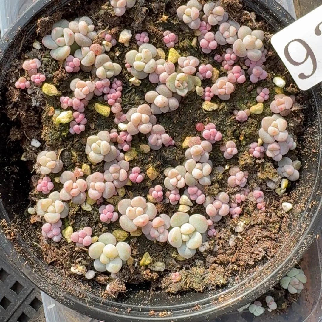 多肉植物多肉植物935