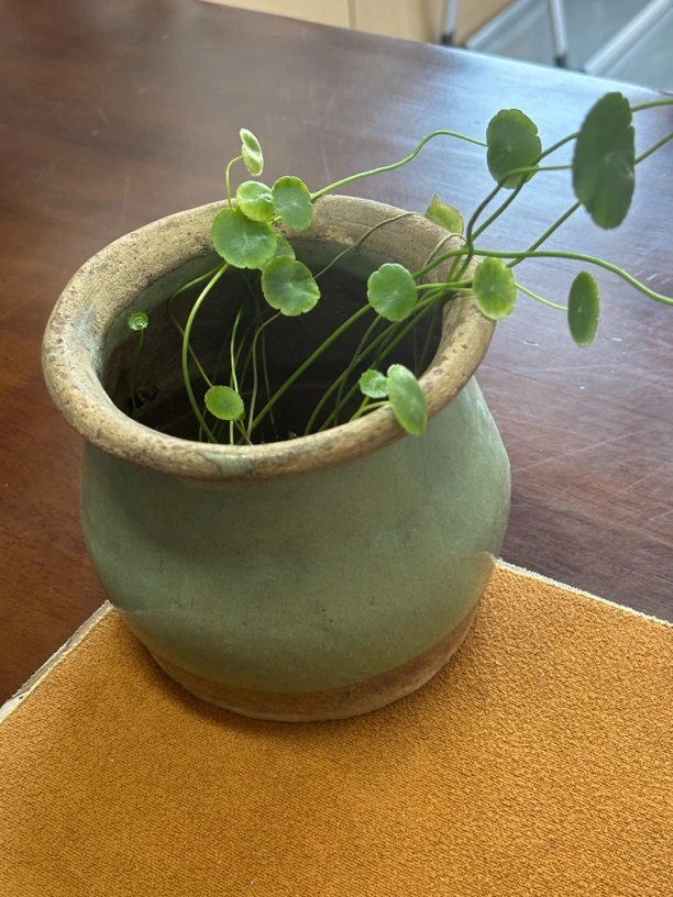 个性造型简约陶罐（老物件）花盆高颜值成品异形创意装饰桌面