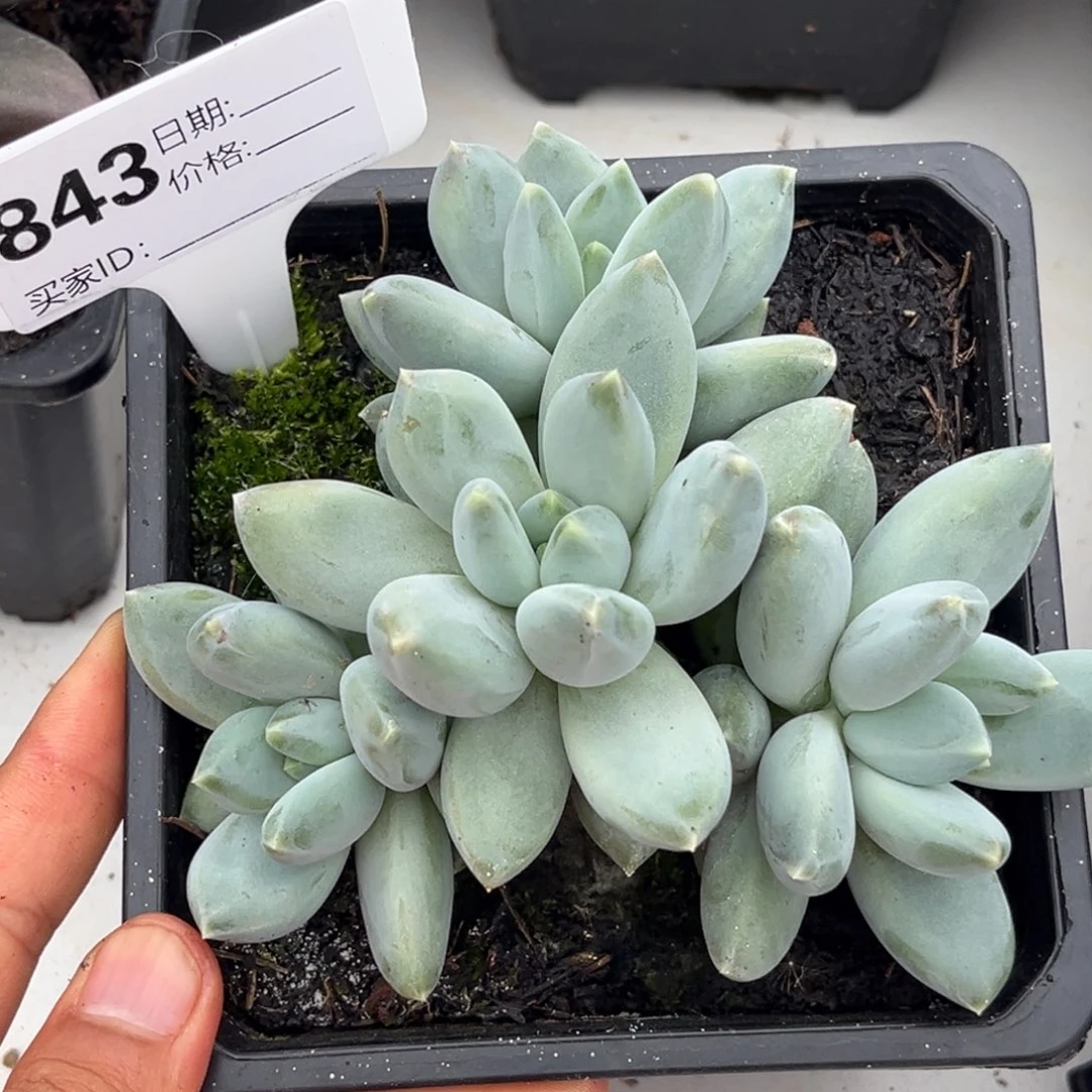 星空美人的植物843