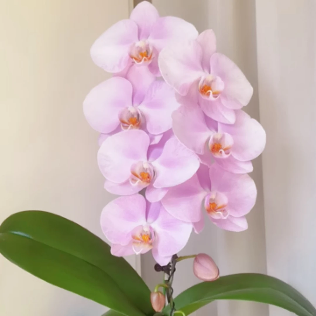 蝴蝶兰——(访美女朋友开花发货