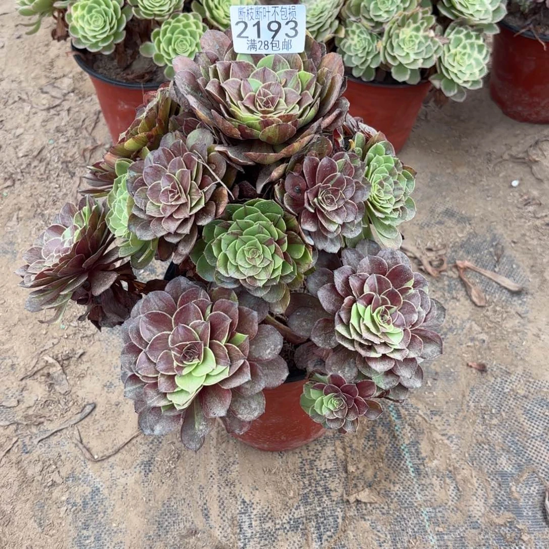 X. 2193花月夜多肉122