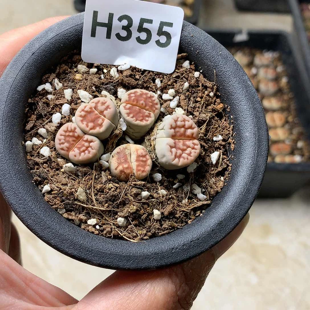 奶***呀H355多肉植物保护