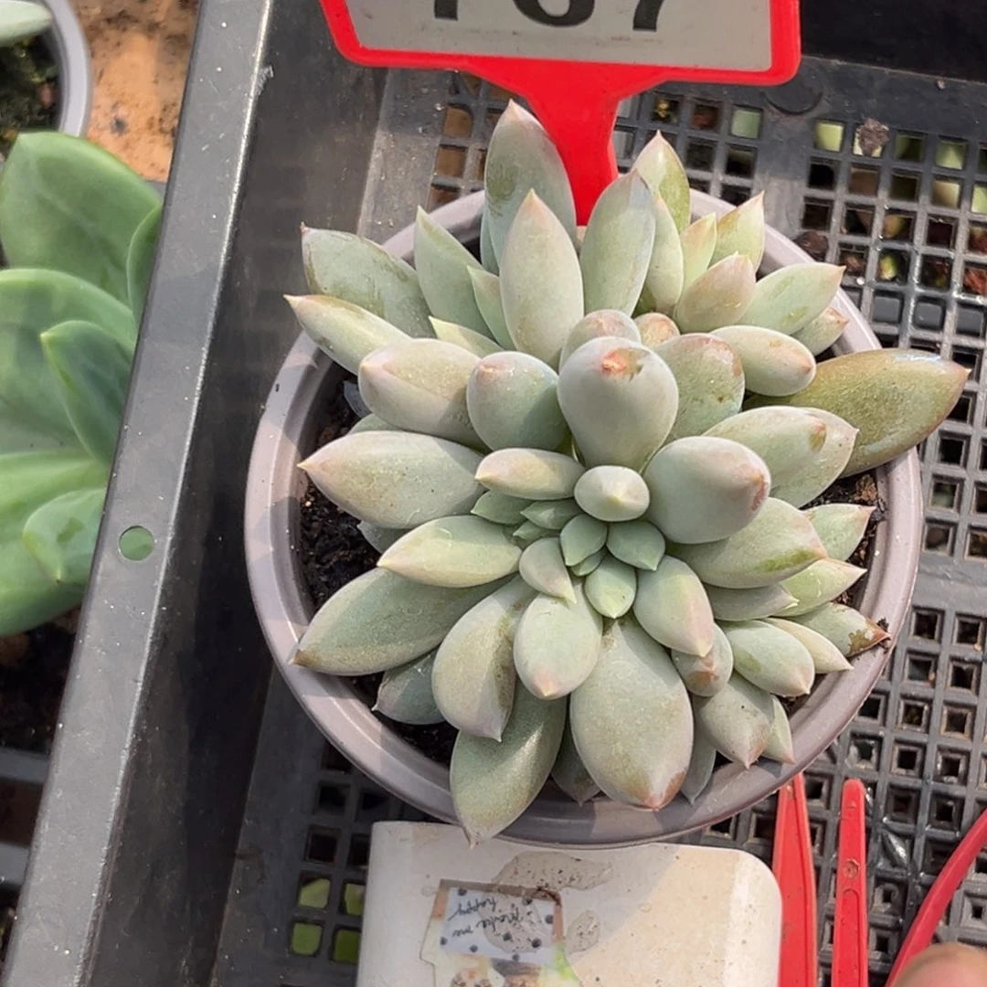 多肉植物彩胖体哥特群707