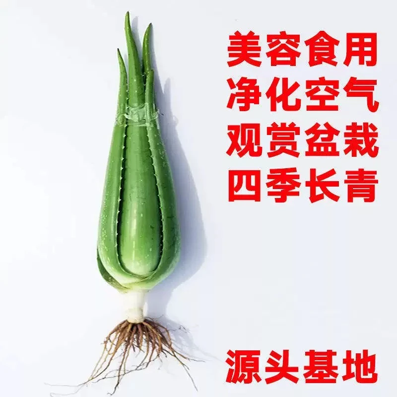 库拉索芦荟大苗美容院盆栽多肉食用花卉绿植