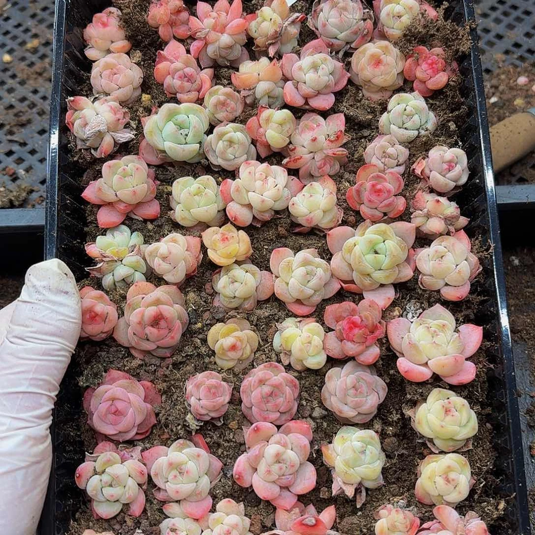 上****多肉植物多肉植物901