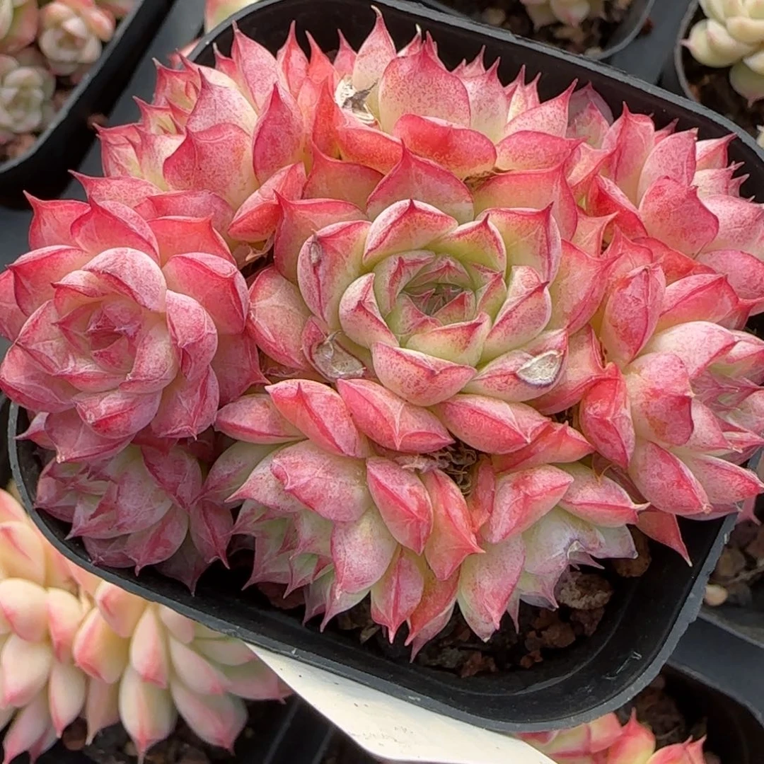 三**草花语逸境0218-401有伤