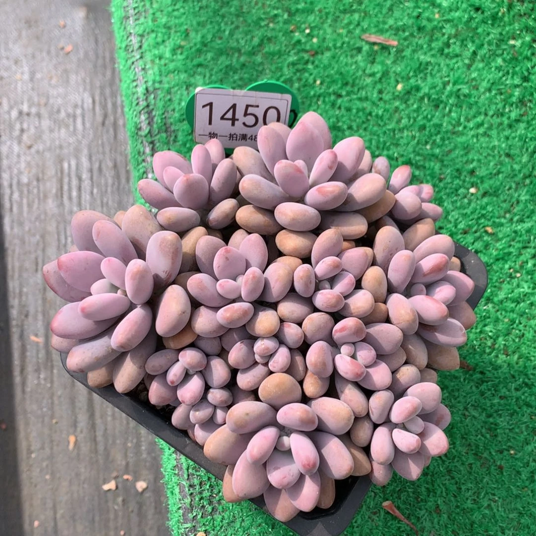 桃蛋无砍平头矮桩1450