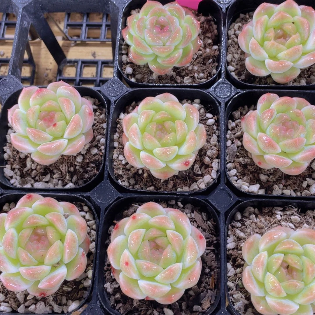 644号 精品糖心白桃汽水单头一个