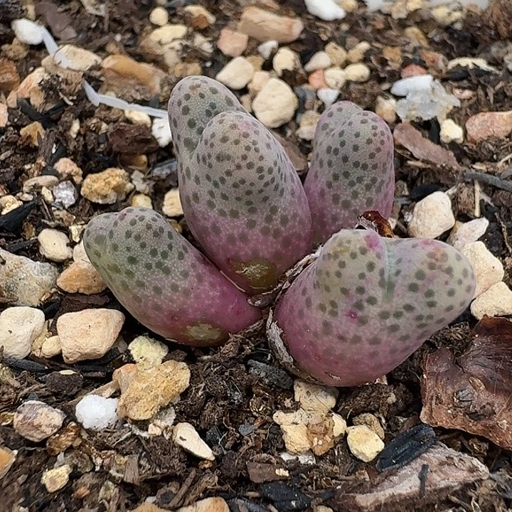 老马生石花95d斑马1828