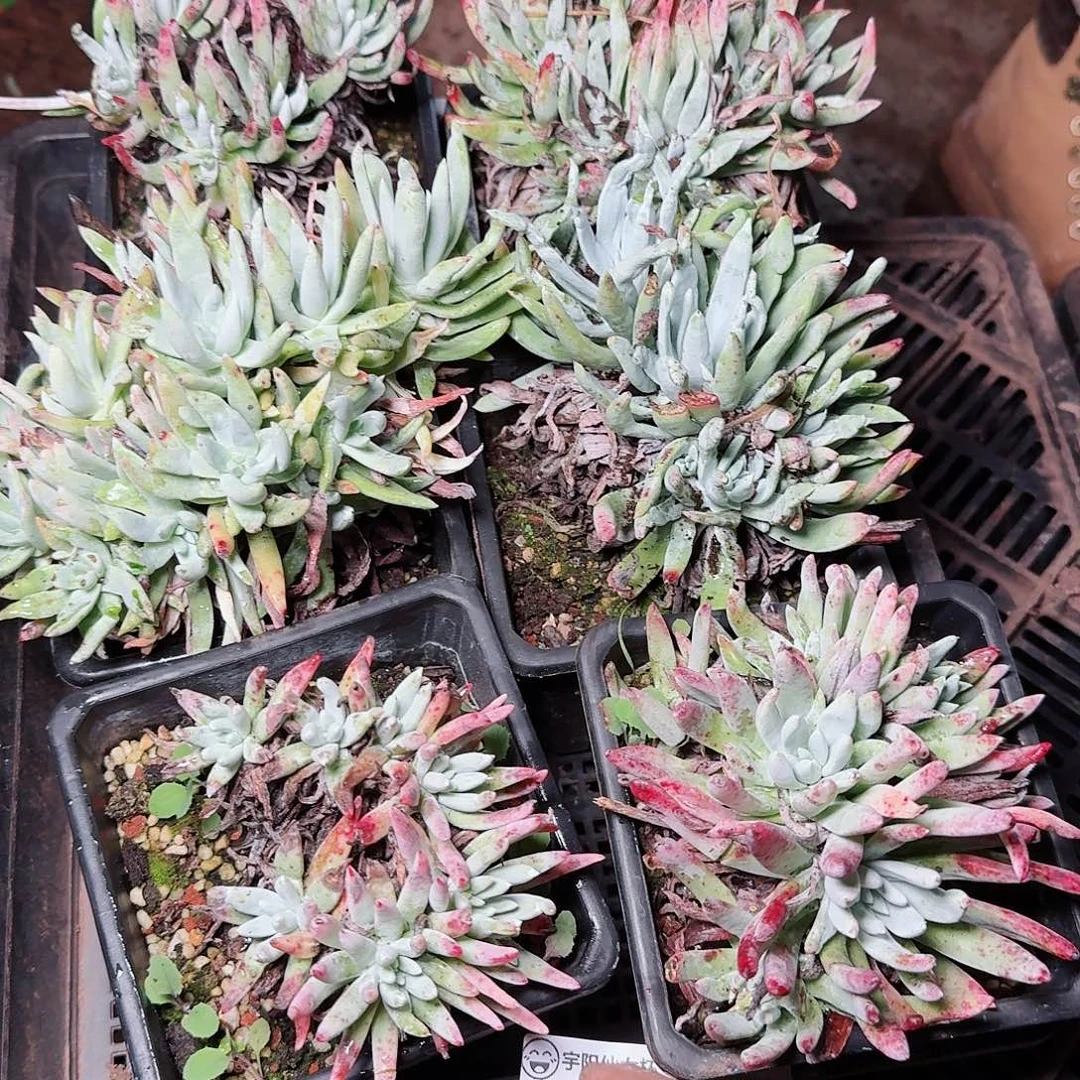 1554瑕疵框拍多肉