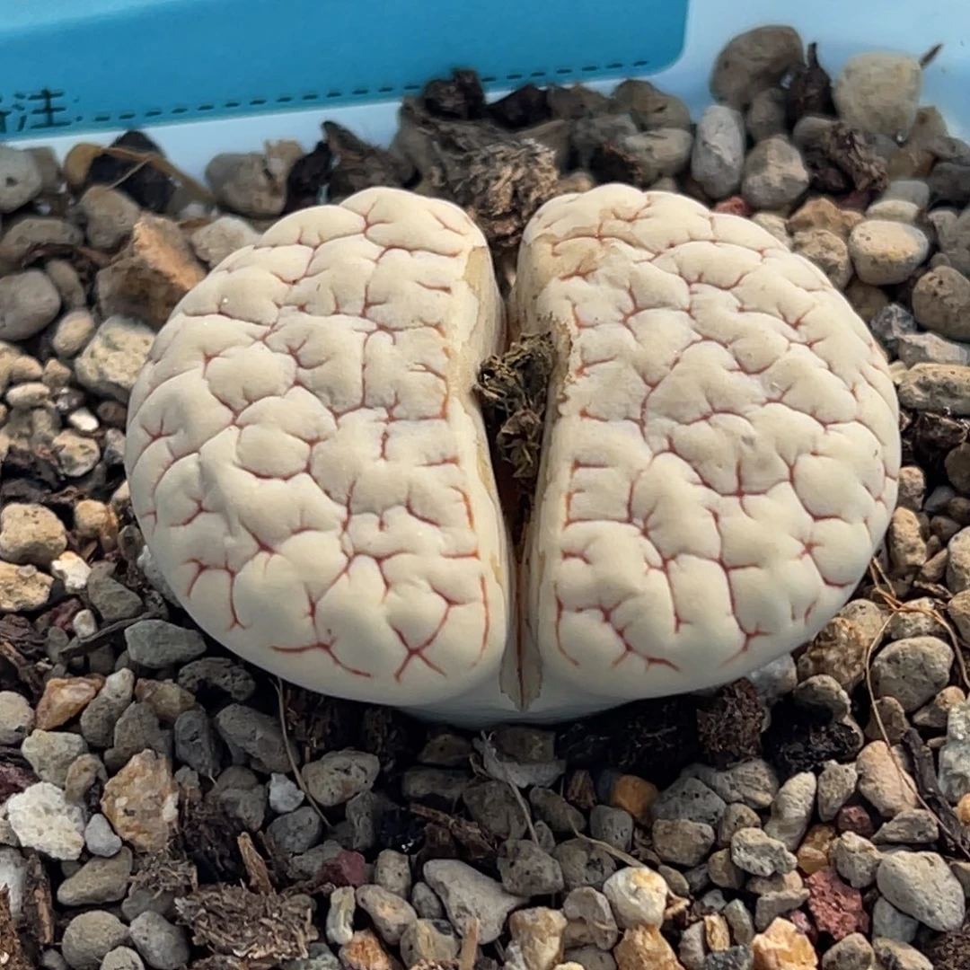 7913球体凹凸脑纹189一颗
