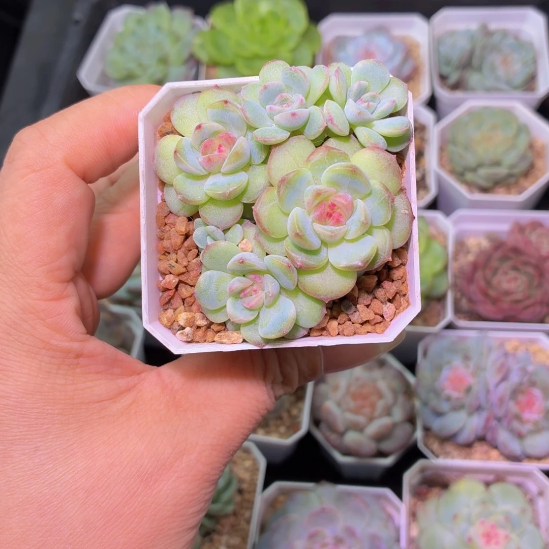 琴心多肉植物群生
