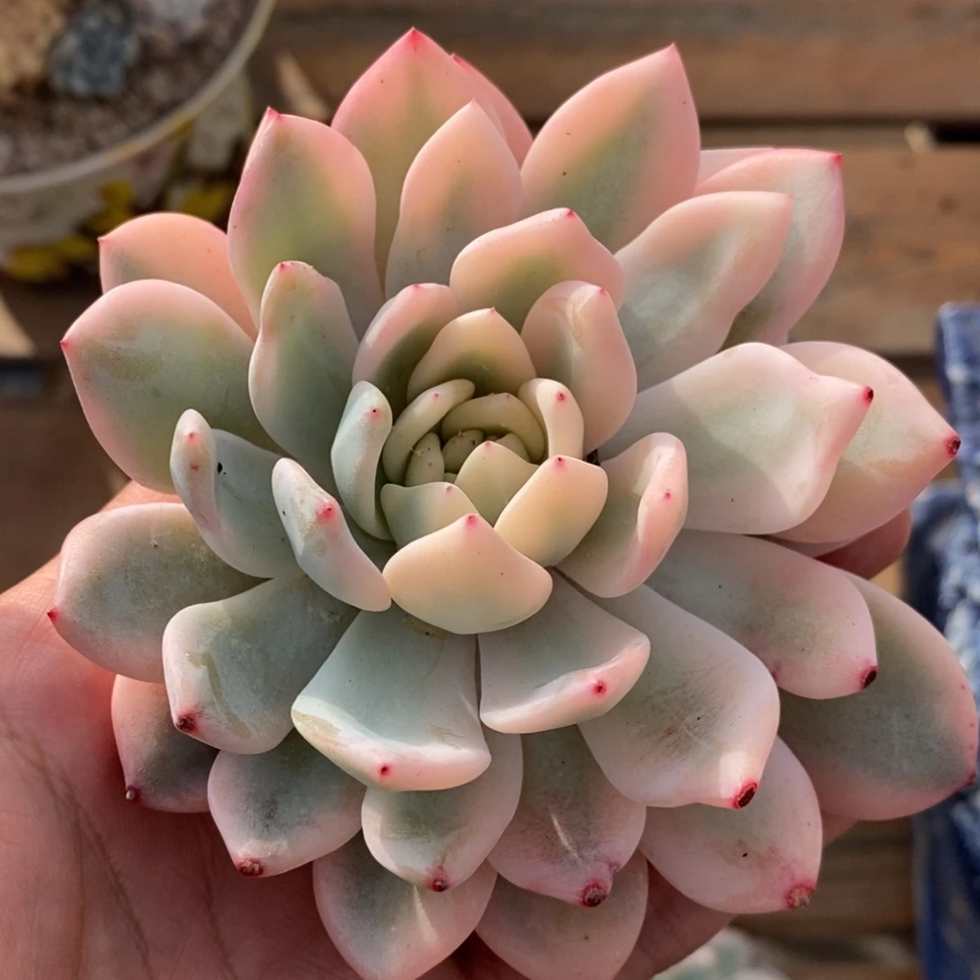 兜****）梦露锦多肉植物