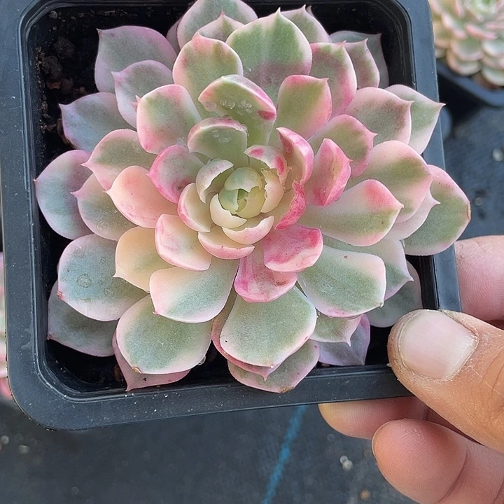 沙漠玫瑰锦带盆发货