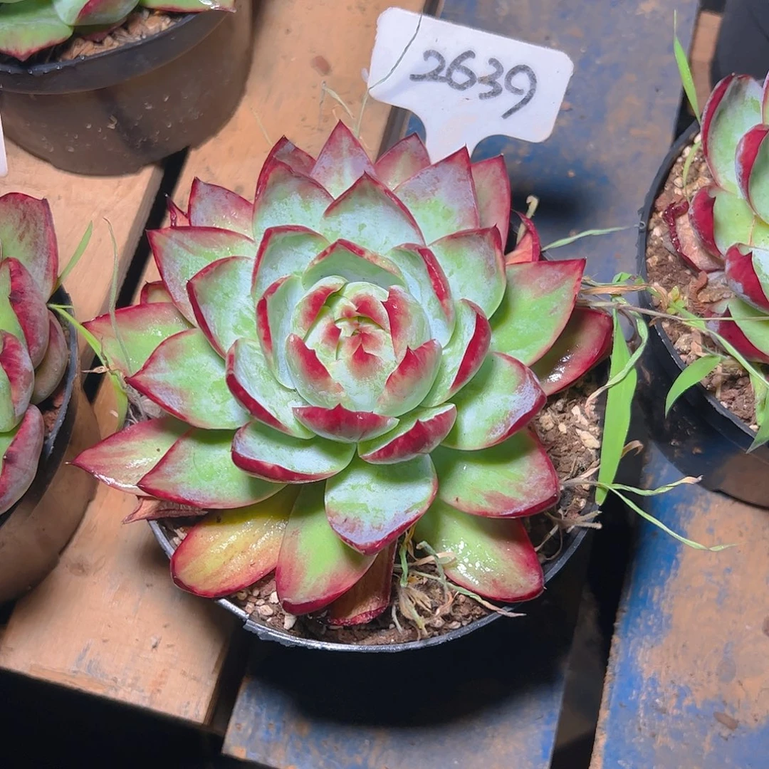 坐***水惊鸿仙子一物一拍2639号