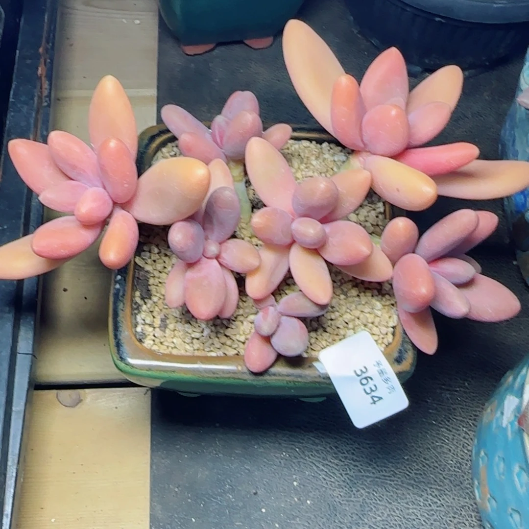 糖果美人，3634多肉植物