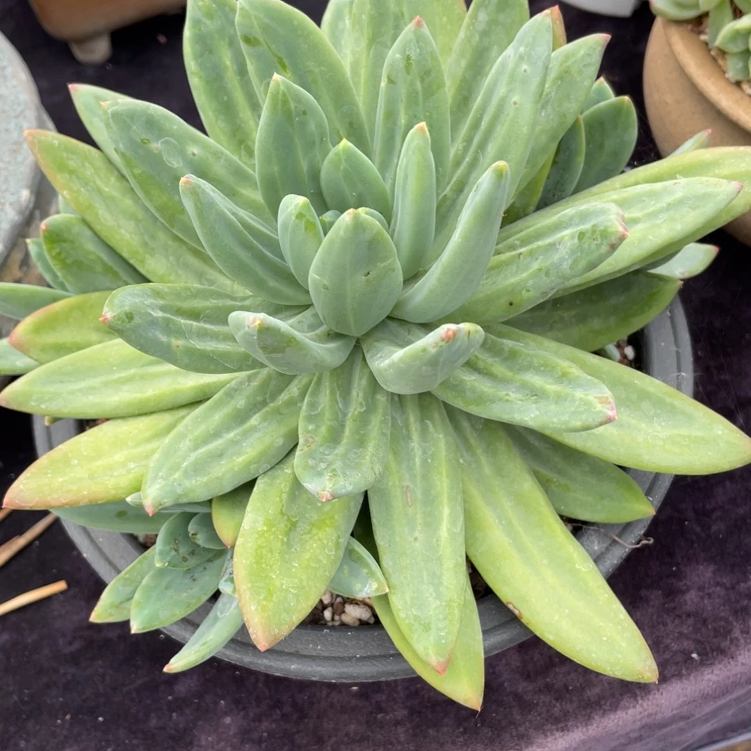 喜***狼海洋之歌群生多肉植物