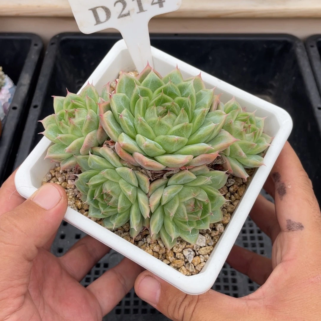 214麦秆不带盆13厘米