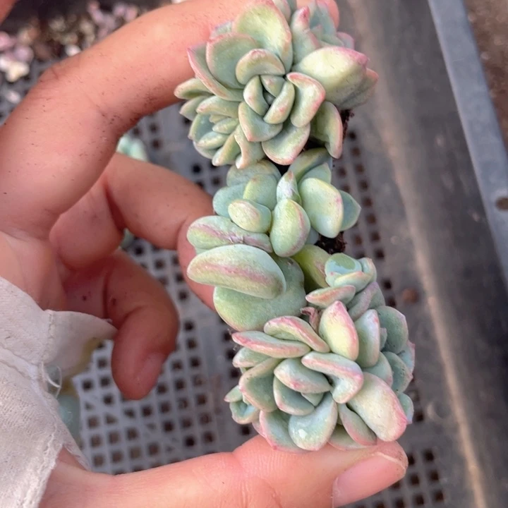 …***一物一拍满18包邮3颗