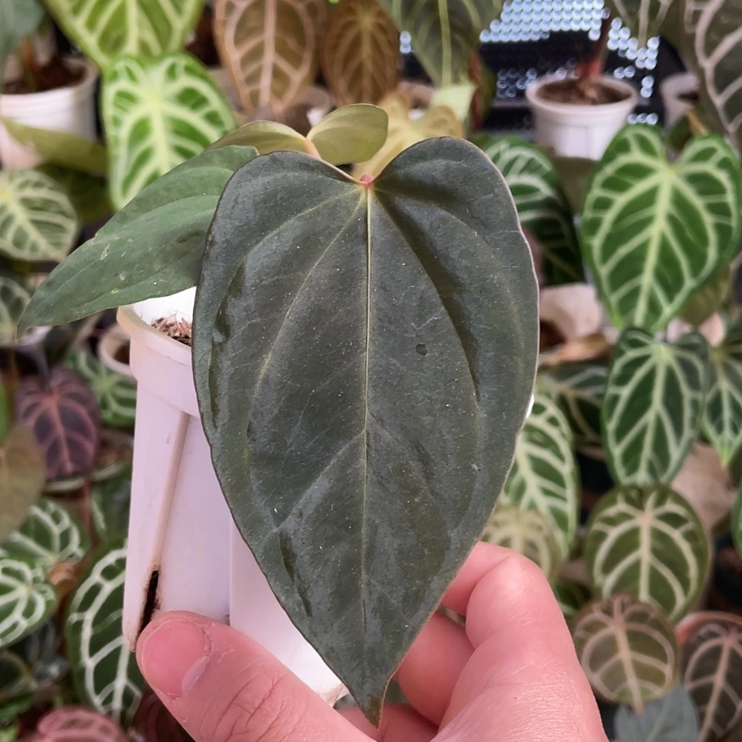 完全开放希尼亚杂