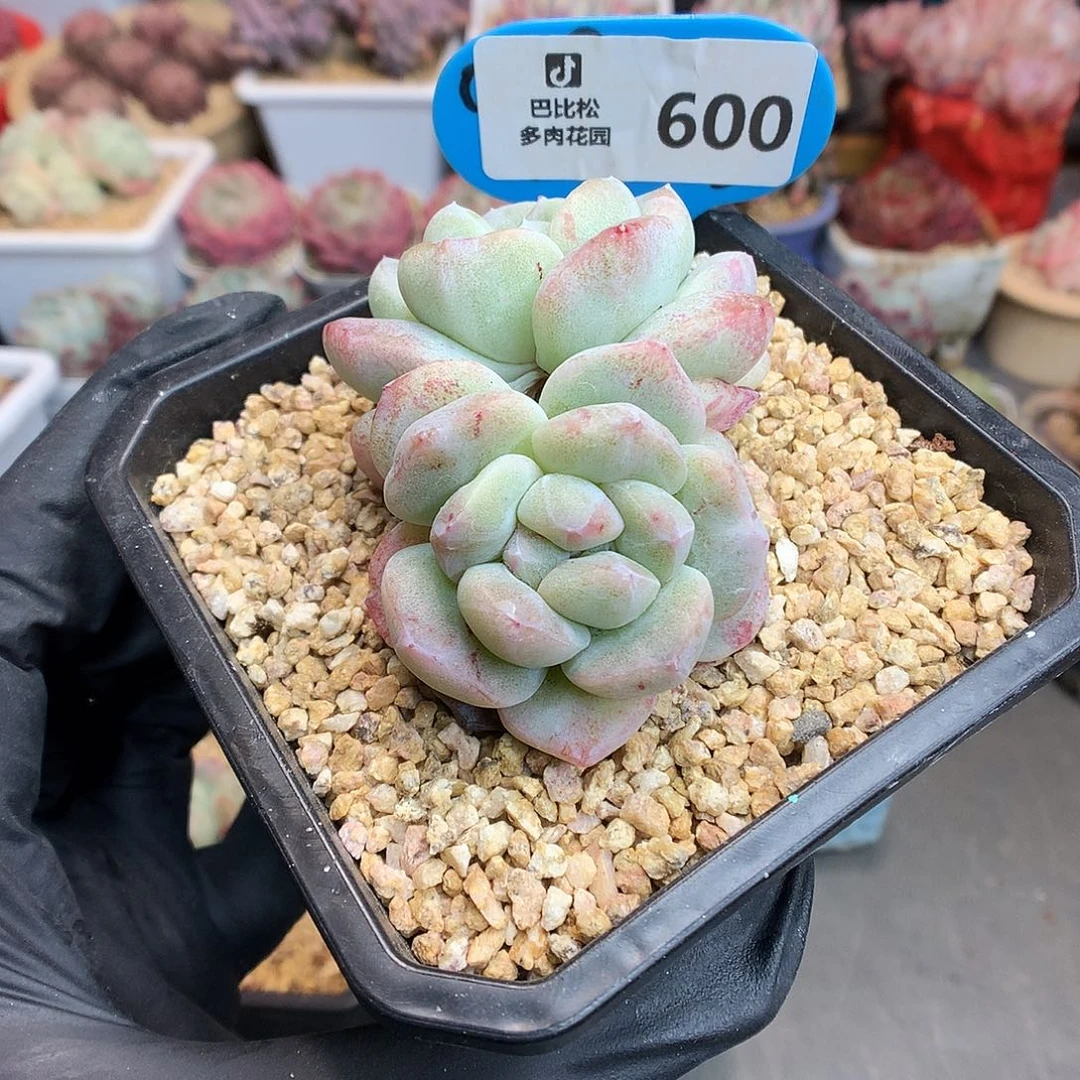 600 冰玉石化多肉