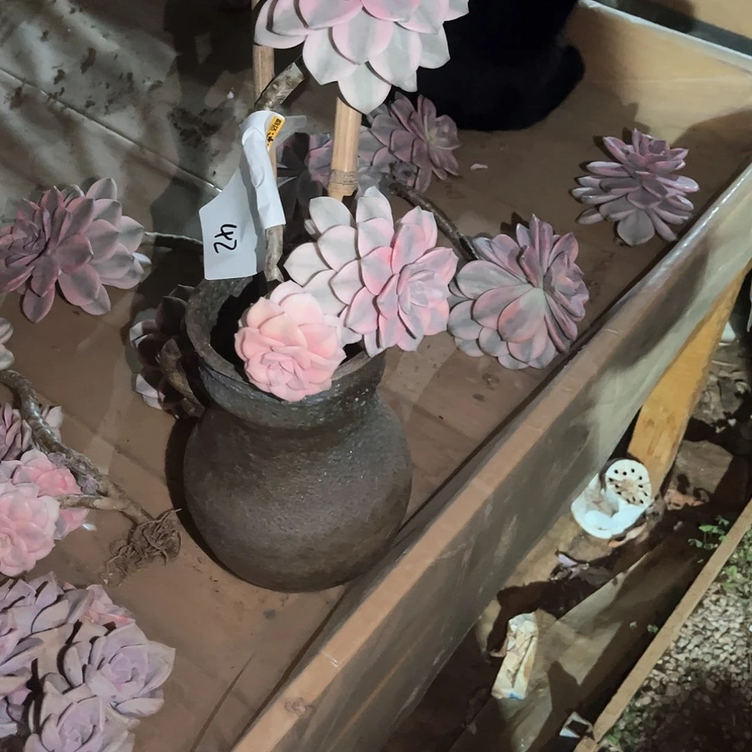 小*多肉植物紫乐景42