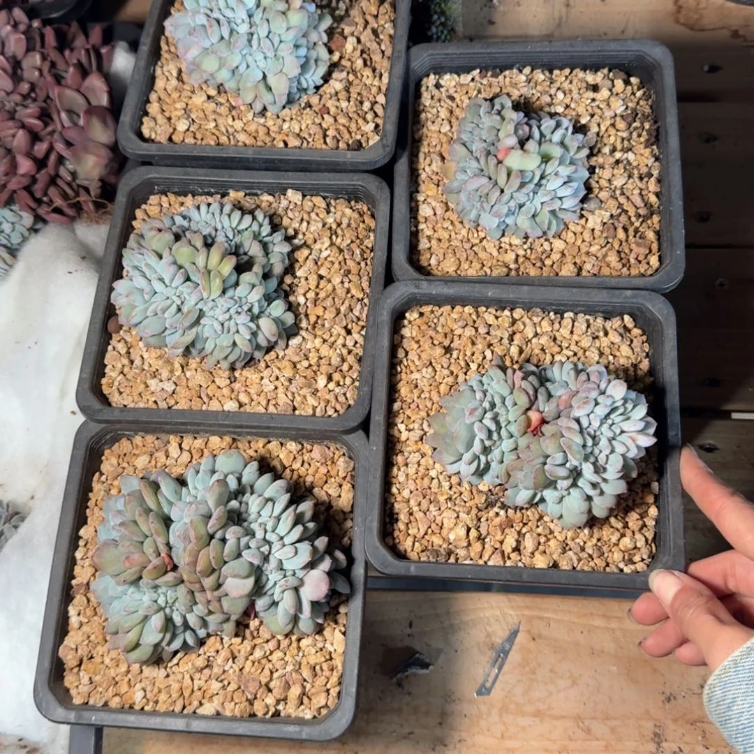 星影缀化一物一拍5颗