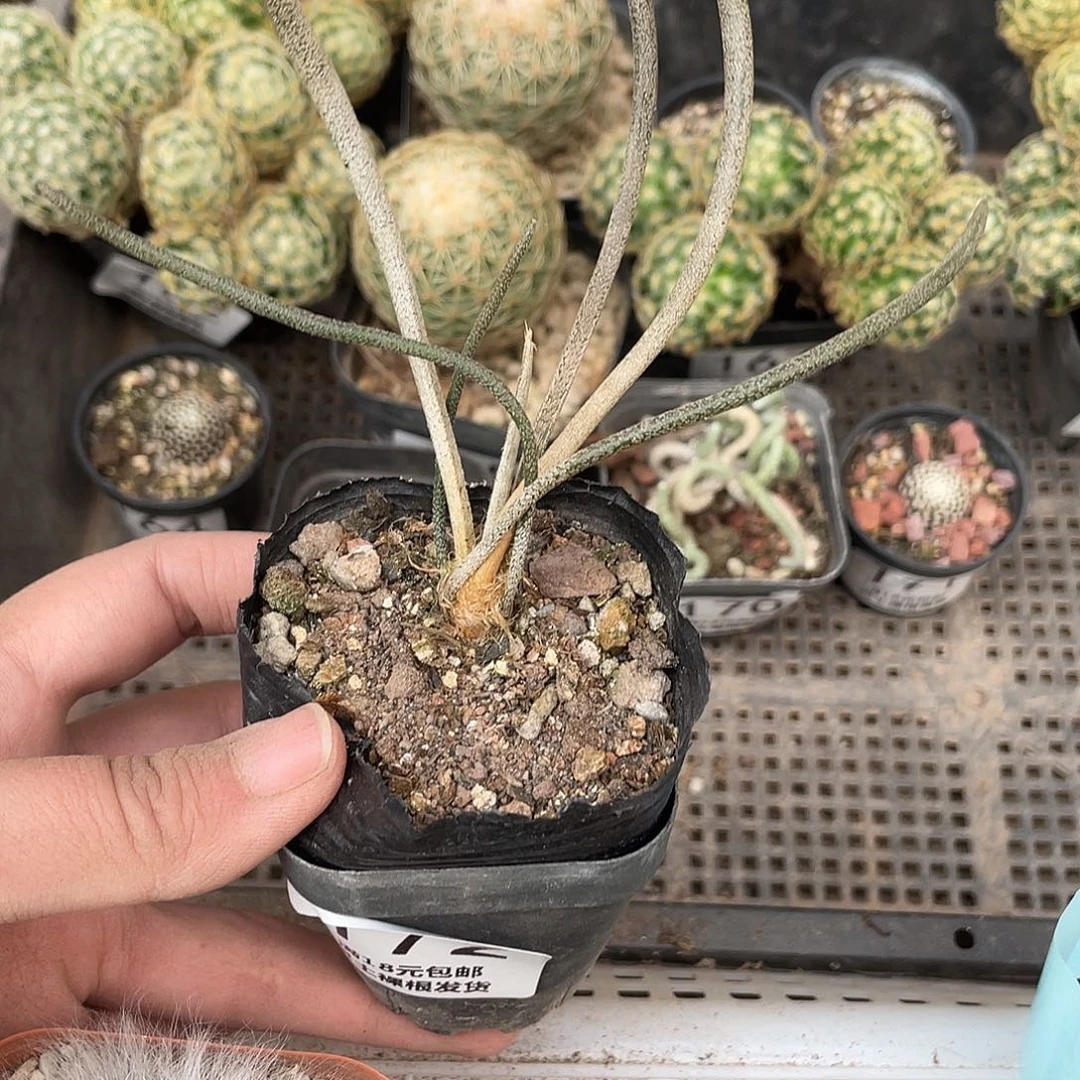 172美杜莎（满18元包邮）