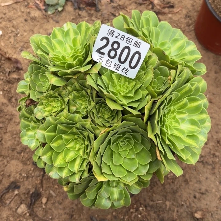 2800琉璃多肉植物法师