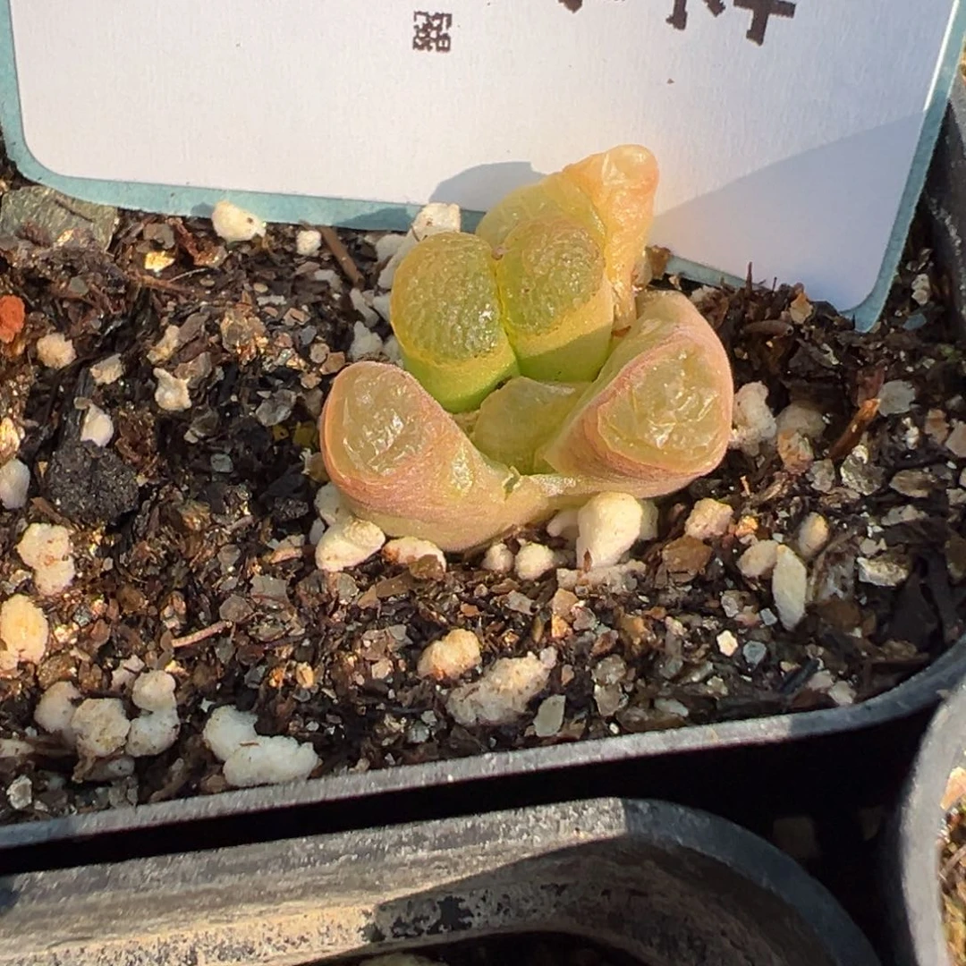 24-21克里普兰磁铁风铃