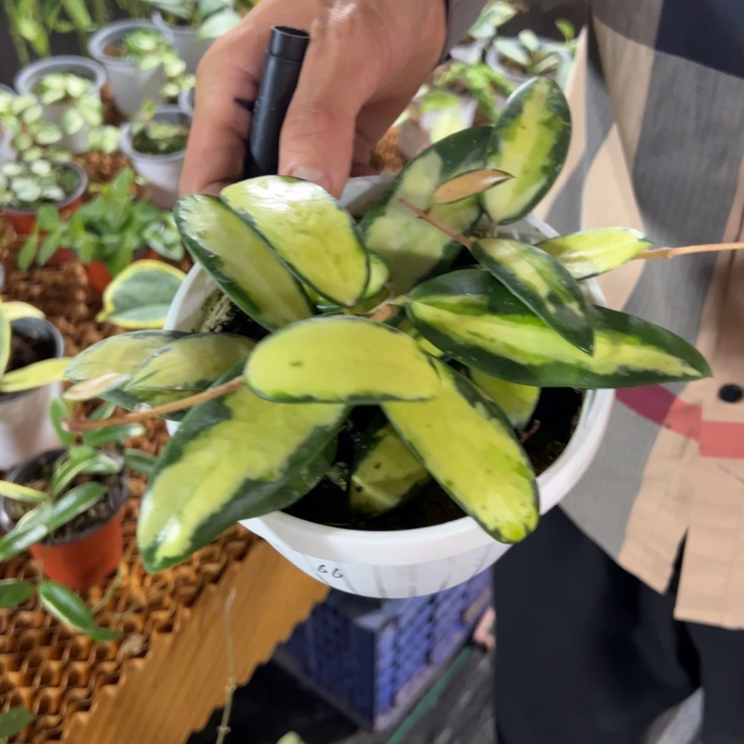 嘻***)无花朵小叶寄生内