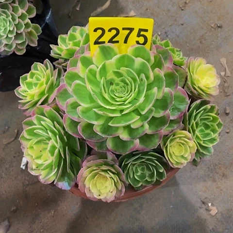 春*韵2275海仙儿多肉植物