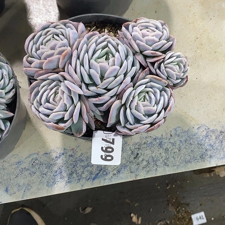 小***抠799西娜多肉植物多肉