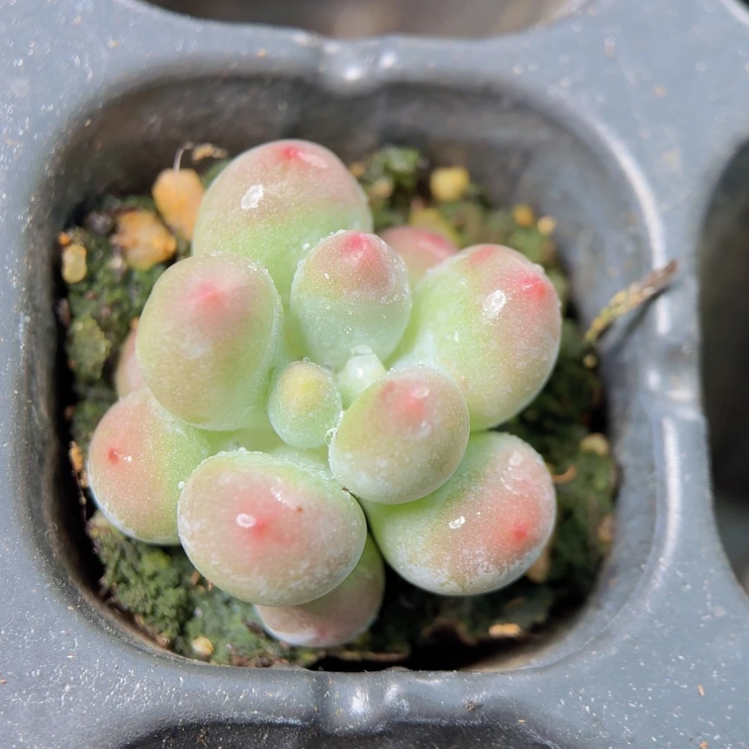 汤圆多肉9.9包邮发货