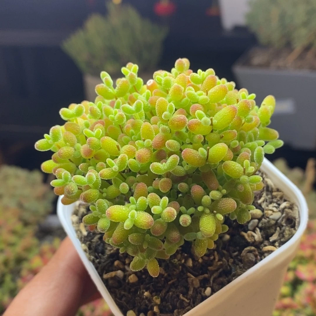 33号蜜橘糖球枝干