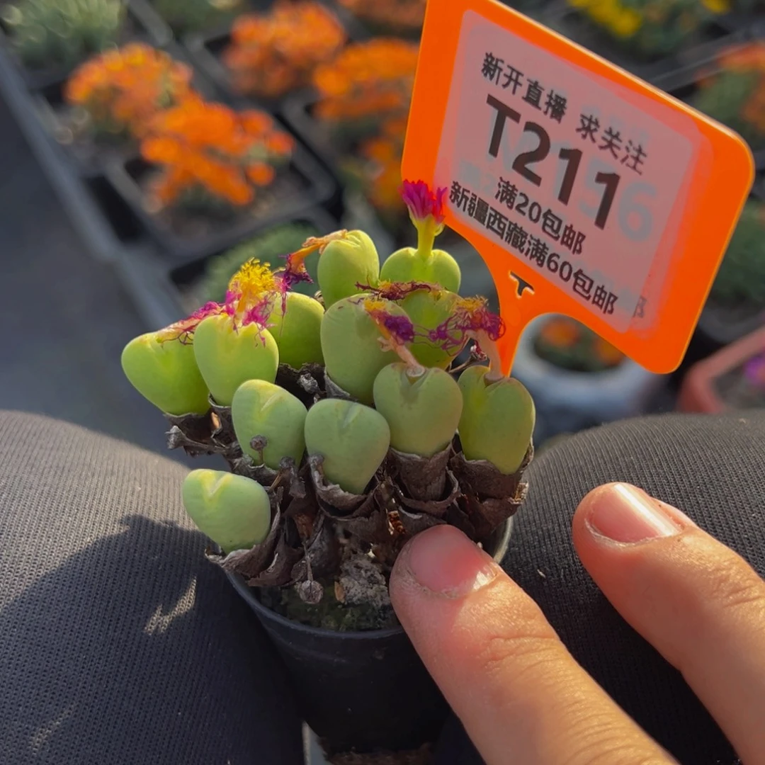 211 一物一拍，默认有伤，介意勿拍，不退不换