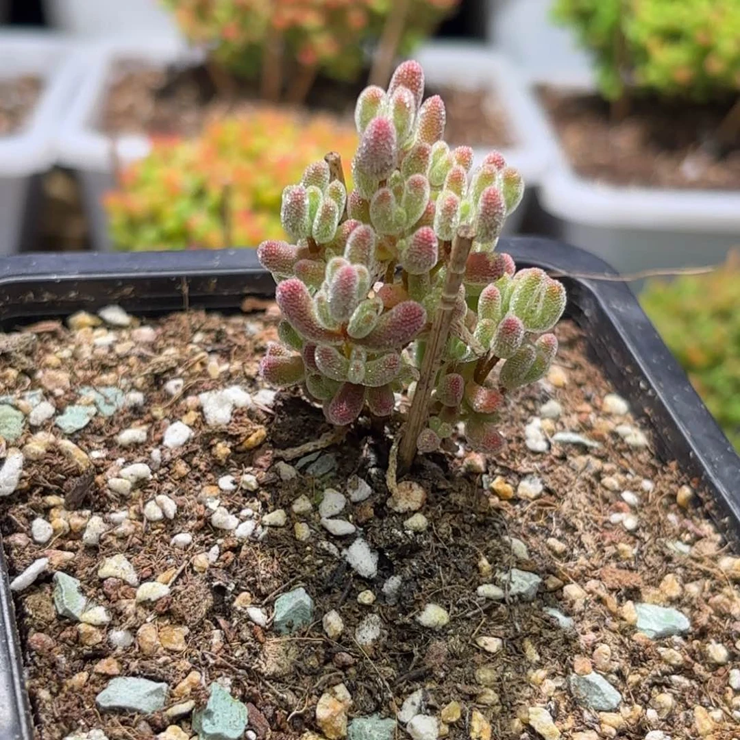 h*y枝干番杏开播福利D314带土