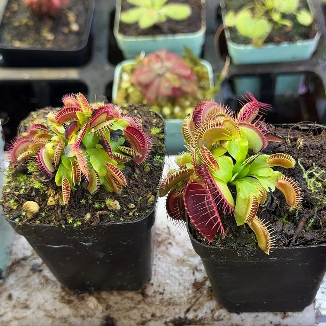 完全开放两颗捕蝇草