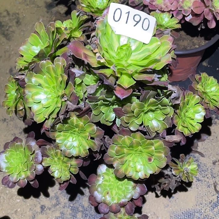 多肉植物法师190红铜壶中班