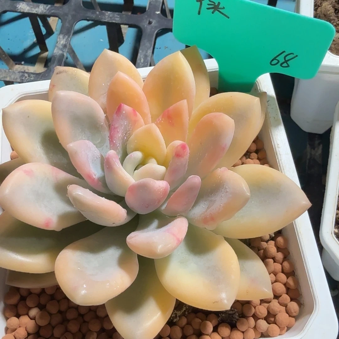 丫**奥普琳娜锦，多肉植物