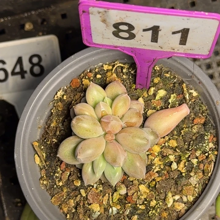 多肉植物海豚体哥特811
