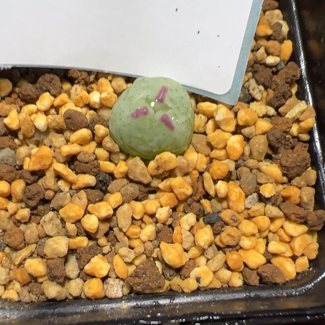 24-27肉锥多肉植物