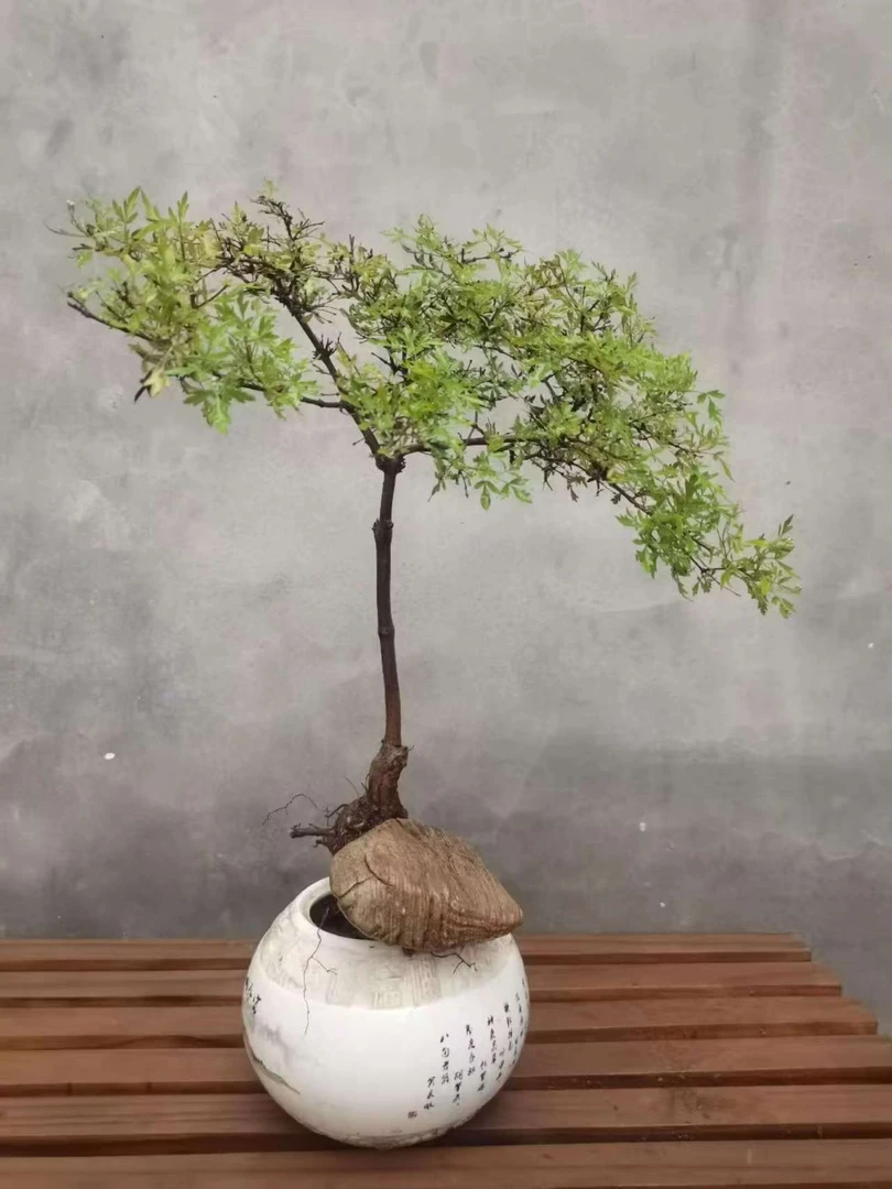 太行山小叶黄荆小文人全冠