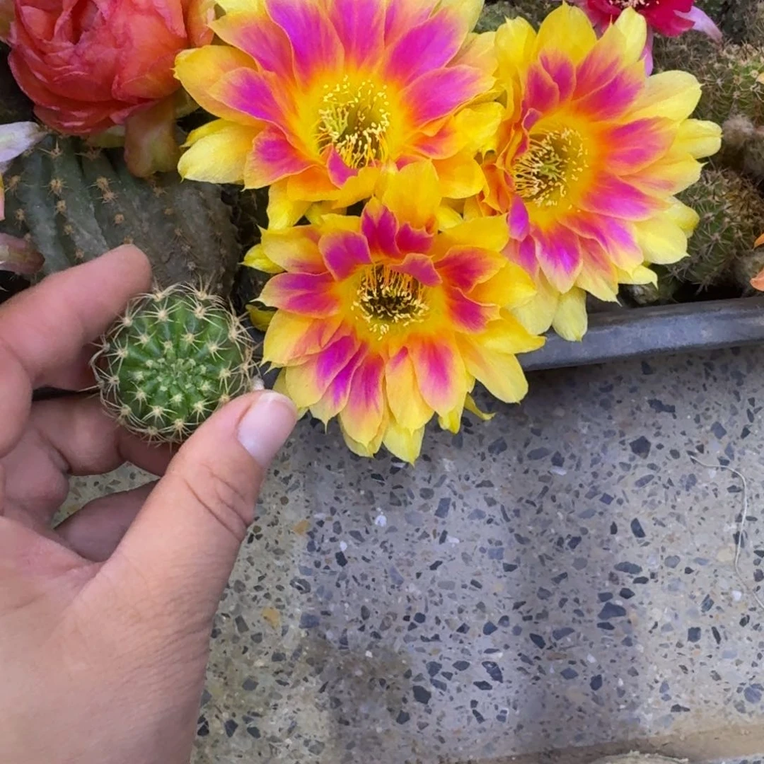 317丽花阳光明媚歪无根侧牙3公分左右，20包邮